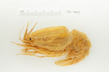 Media type: image;   Invertebrate Zoology CRU-4631 Description: Preserved Specimen.;